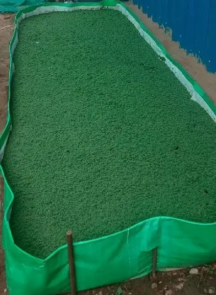 An Azolla bed lined with green material